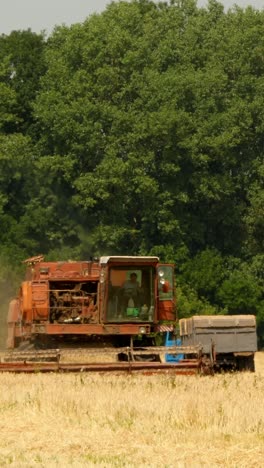 harvesting wheat field