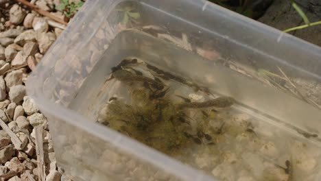 renacuajos y crías de anfibios en un contenedor de investigación de plástico