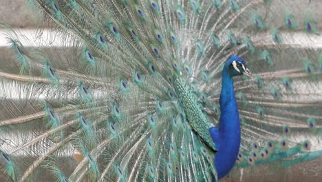 primer plano, de, pavo real, con, ventiladores, cola, abierto