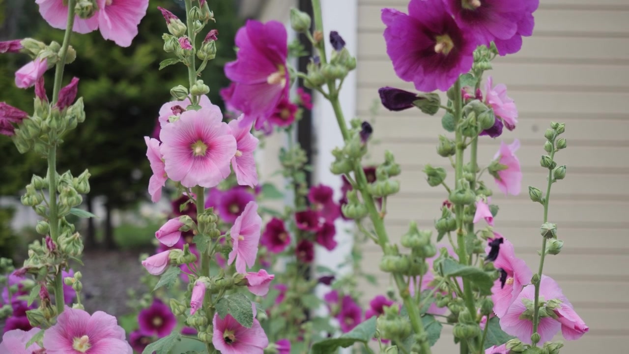 A rack focus shot shifting focus to pink and purple hollyhock blossoms in the background as a bee lands inside a flower to collect pollen