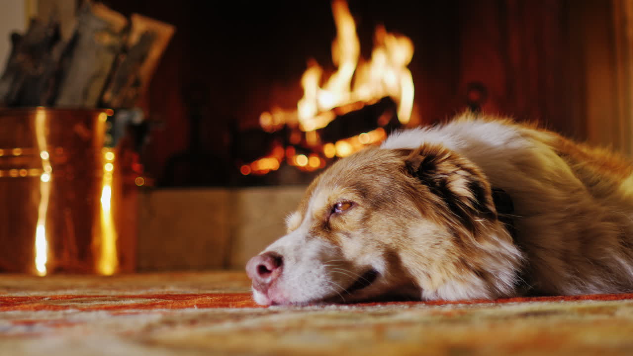 벽난로 근처의 아늑한 집에 누워있는 개 5