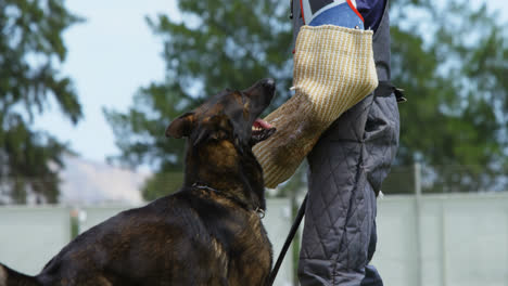 entrenador entrenando a un perro pastor en el campo 4k