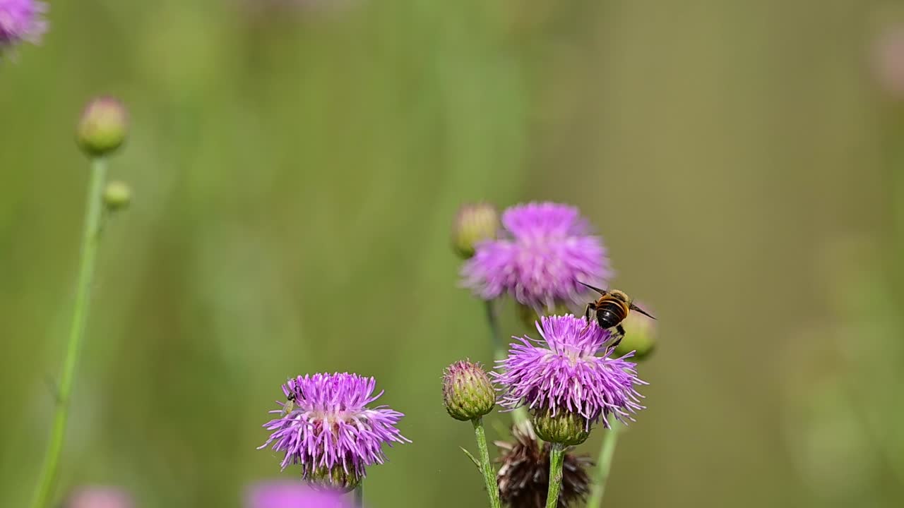 Blødt naturligt lys fremhæver gennemsigtige vinger og detaljer om stribet bagkrop.