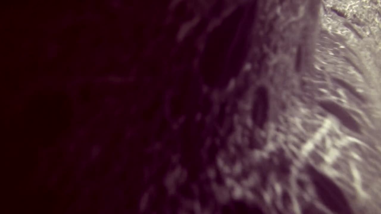 la anguila lobo macho se acerca un poco