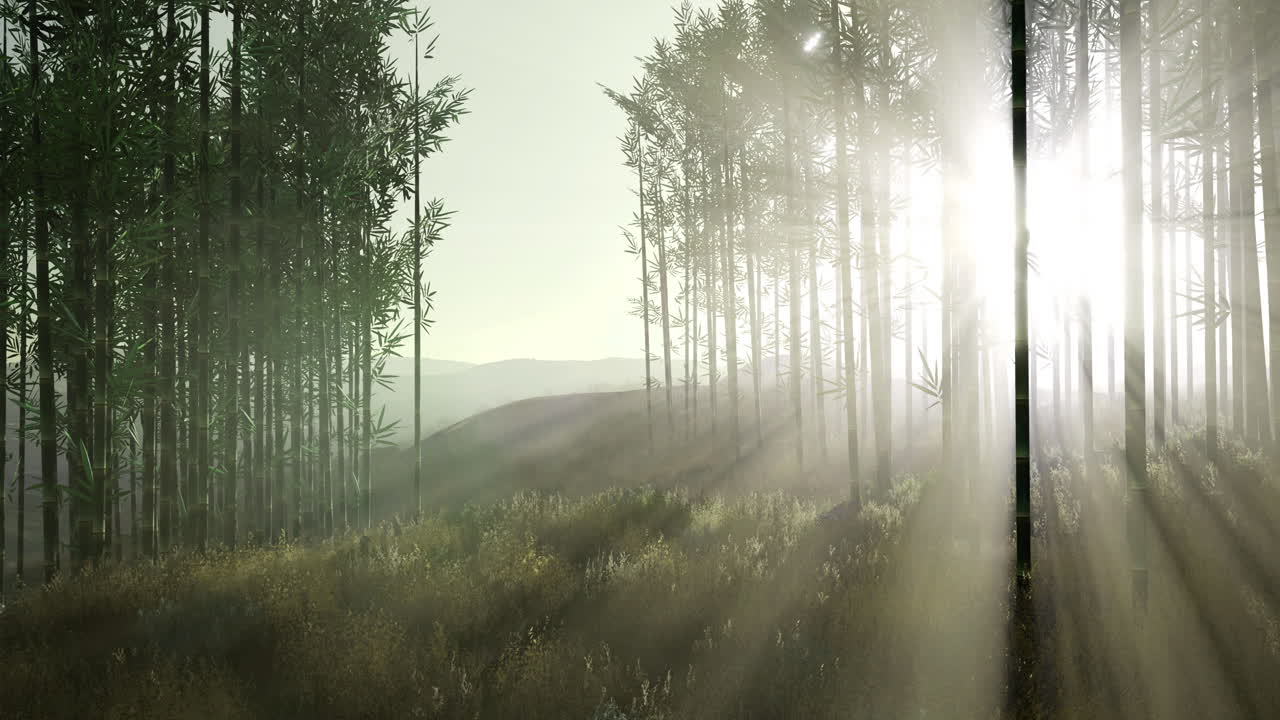 Sunlight streams through a serene bamboo forest in the morning