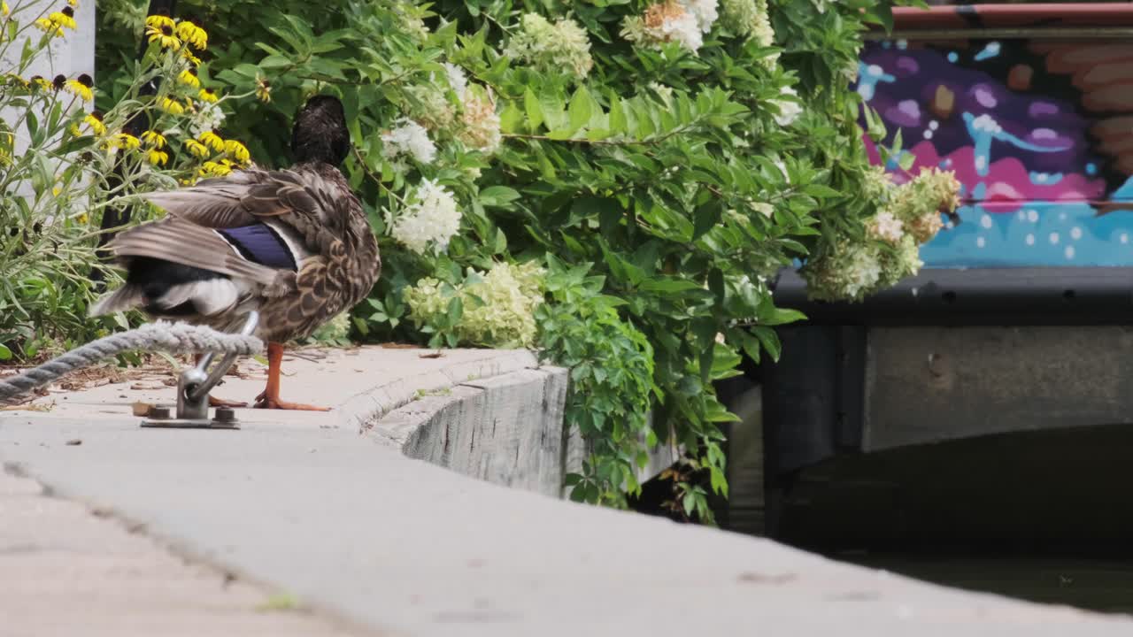 다른 오리 들 이 물 에 뛰어드는 동안, 귀여운 강 공원 에서 물 을 흔들고 있는 귀여운 오리
