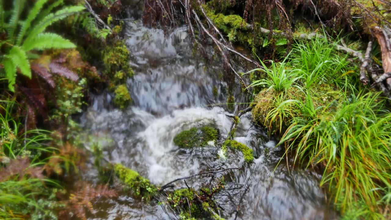 Close up footage of a small stream flowing down covered in moss and fern plants on the side - soft pan close up shot