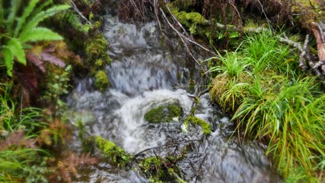 Nahaufnahme-Eines-Kleinen-Baches,-Der-An-Der-Seite-Mit-Moos-Und-Farnpflanzen-Bedeckt-Ist---Weicher-Schwenk,-Nahaufnahme