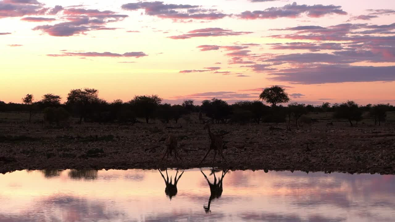 Reflection of two giraffes silhouette drinking in Okaukuejo waterhole at sunset. Namibia safari.