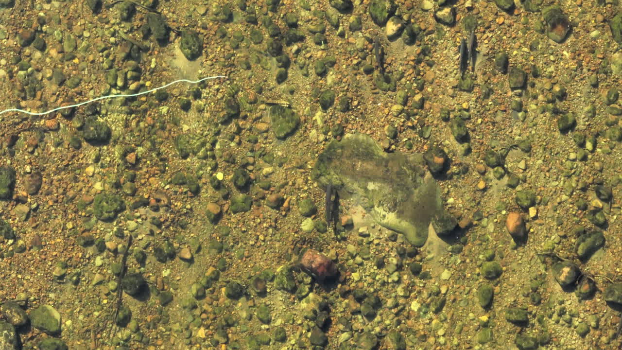 fotografía cenital mirando una mosca de pesca con mosca y una línea a la deriva cerca de un salmón atlántico en el río flowers de labrador, canadá