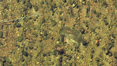 Overhead-shot-looking-on-a-fly-fishing-fly-and-line-drifting-near-an-Atlantic-Salmon-in-the-Flowers-River-of-Labrador,-Canada