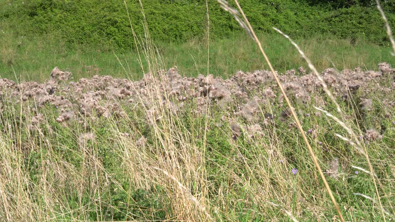 Drifting thistledown through dried grasses