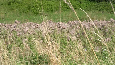 Cardo-A-La-Deriva-A-Través-De-Pastos-Secos