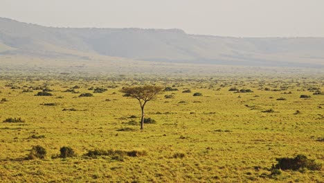 african savanna landscape scenery aerial shot, amazing beautiful masai mara in africa, kenya hot air balloon ride flight view flying over, unique safari travel experience high up from above