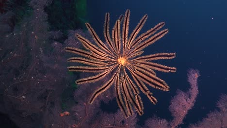 Yellow-feather-star-close-up-on-purple-coral-with-blue-sea-in-background