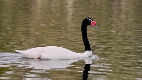 primer plano de seguimiento de un hermoso cisne de cuello negro de perilla roja, cygnus melancoryphus, deslizándose con gracia en un lago prístino con reflejo en el agua ondulada
