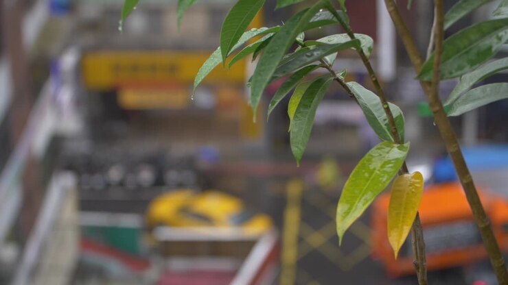 Rain Soaked Plant in Cityscape