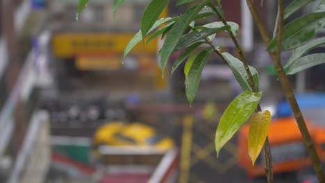 Rain-Soaked-Plant-in-Cityscape