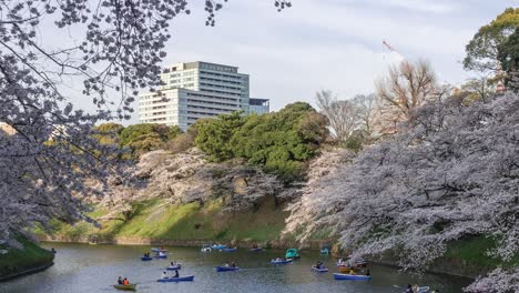 tilt down reveal at beautiful moat with sakura cherry blossoms in tokyo