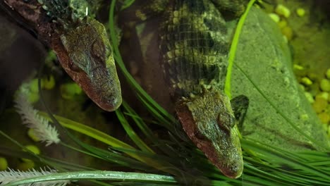 baby-caiman-overhead-rotating-view-as-they-wait-for-prey-in-pond