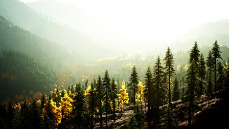 foggy forest in the mountains at sunrise