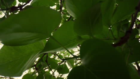 beautiful forest view in closeup with charming green tree leafs on branches.