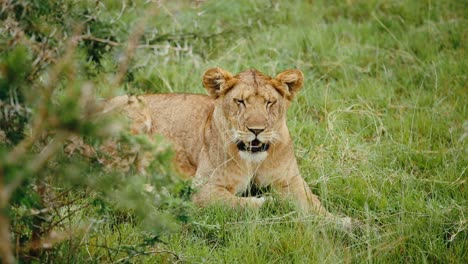 lioness lying next to thorn bush on grass flapping ears