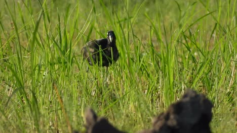 White-breasted-waterhen-in-pond-area