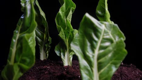 Slow-pull-back-through-a-forest-of-green-cabbage-leaves-planted-in-soil