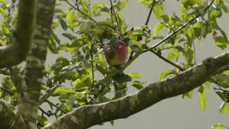 Plano-Medio-De-Una-Sola-Manzana-Colgada-De-Un-Manzano-Que-Crece-En-Un-Jardín-Típico-Alemán