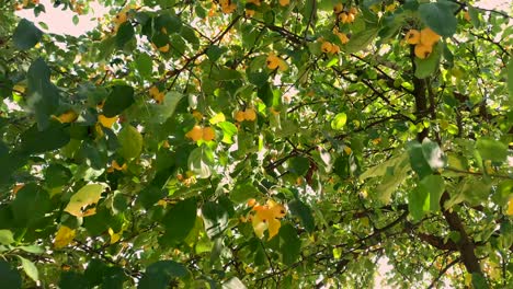 wunderschöner apfelbaum mit gelben äpfeln im wind.