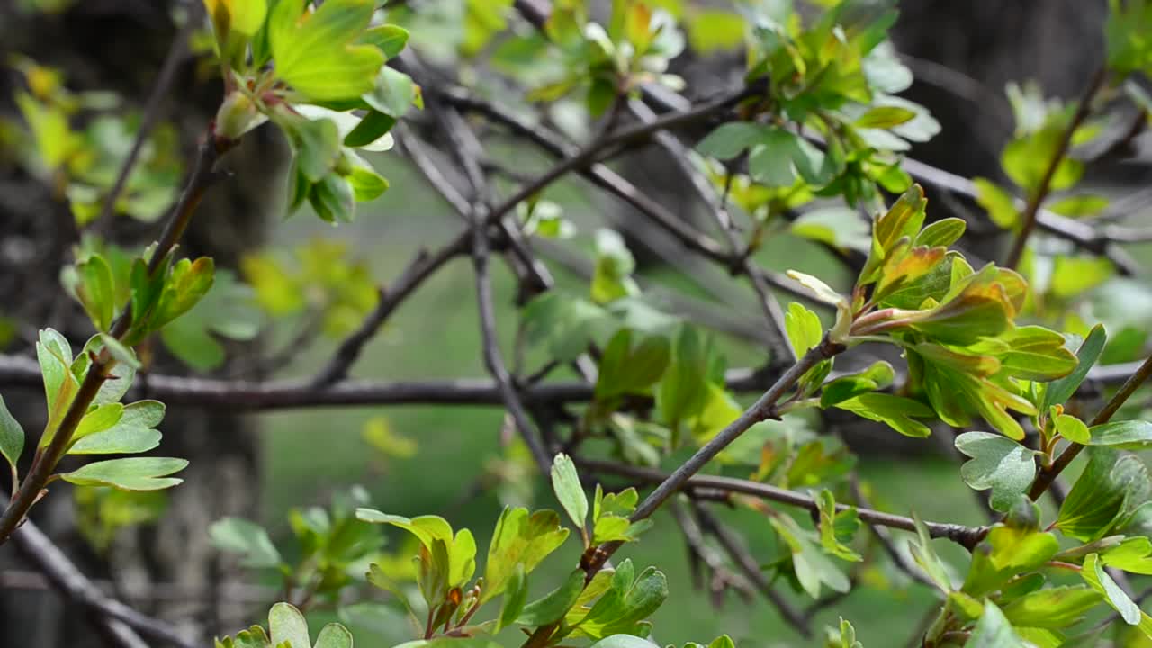 Foglie primaverili su un albero. Sole nel parco