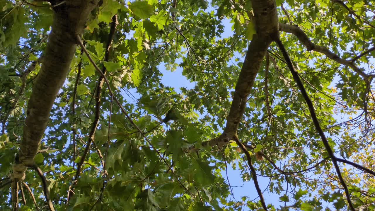 Looking Up at Lush Tree Canopy