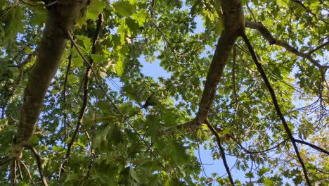 looking up at lush tree canopy
