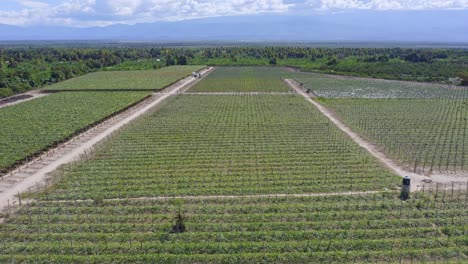 Drone-Disparó-Sobre-Un-Viñedo-De-Uva-Dentro-Del-área-Montañosa-De-La-Meseta-Tropical-De-Bahoruco,-Neiba,-República-Dominicana