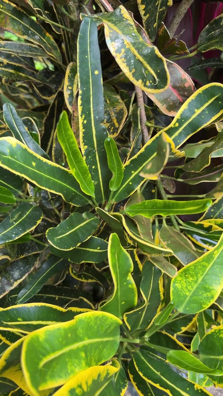 Primo piano di foglie di croton verde brillante e giallo.