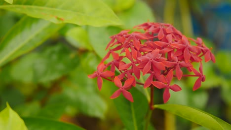beautiful ixora duffii red with bunch of red flower blooming in garden