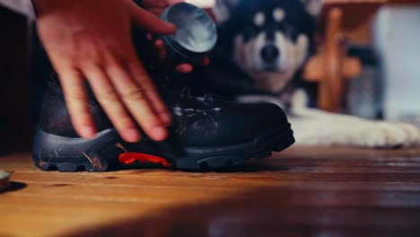 person applying leather balm to hiking boot on wooden floor with alaskan malamute dog watching in background. closeup shot