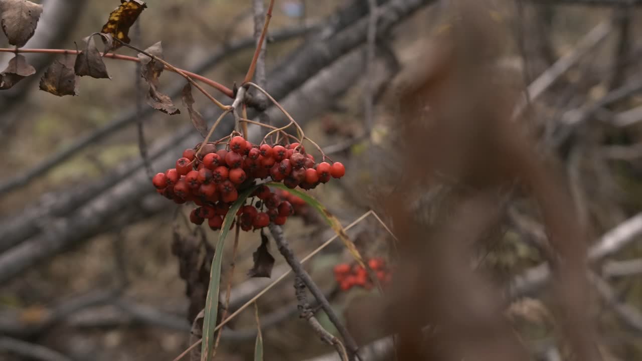 Red Berries in Autumn Forest