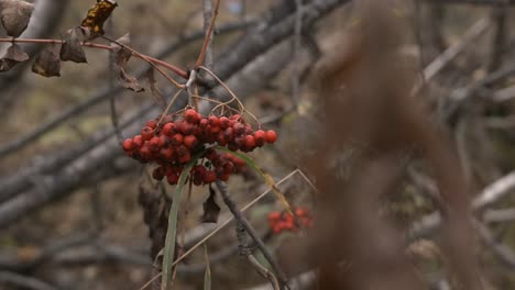 red berries in autumn forest