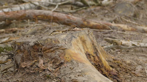 Zoom-out-from-freshly-cut-of-tree-stump-in-forest-felling-site-in-Poland