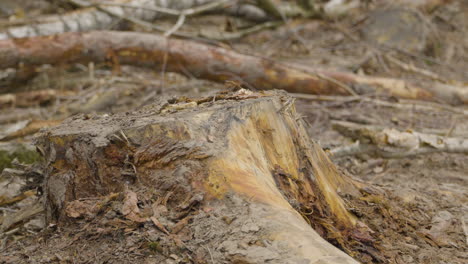 Zoom out from freshly cut of tree stump in forest felling site in Poland