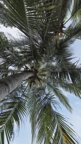 vertical video of beautiful palm trees