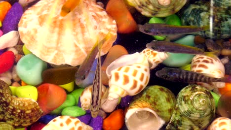 fishes in underwater in colorful aquarium