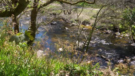 Süßwasser,-Das-Den-Fluss-Teign-Im-Nationalpark-Dartmoor-Hinunterfließt