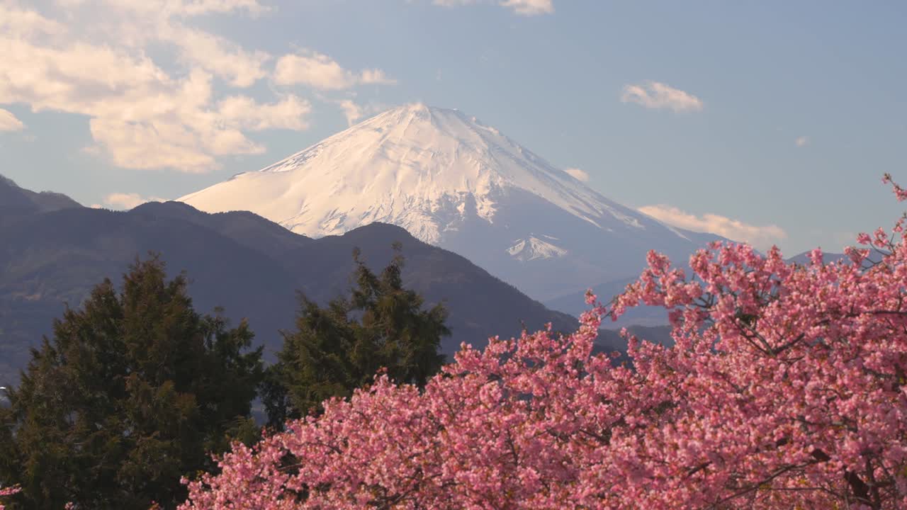 Fuji Dağı ve Pembe Sakura kiraz çiçeği ağaçlarının inanılmaz manzarası.