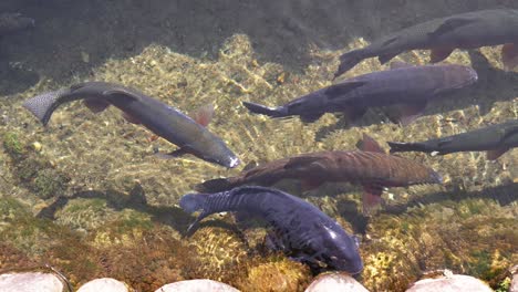 several big koi carp swimming in clear water of fish pond, japan