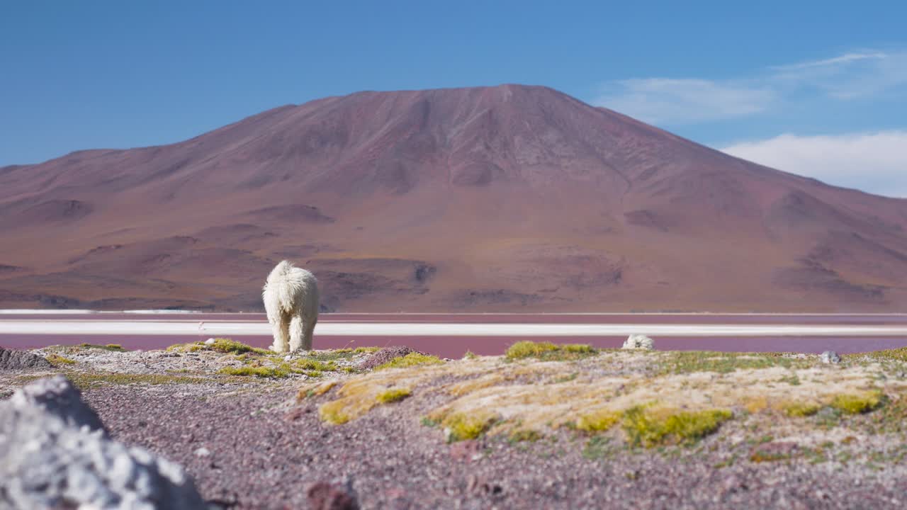 볼리비아 의 화려 한 분홍색 호수 와 갈색 화산 과 함께, 은 하늘  에서 사냥 하는 라마