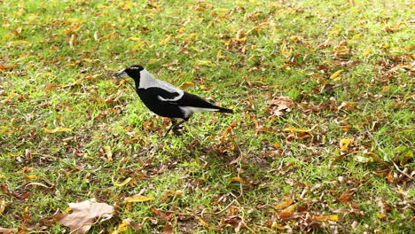 a magpie searches for food on grassy ground