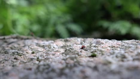 little-ladybug-runs-on-the-stone